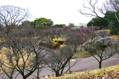 梅林