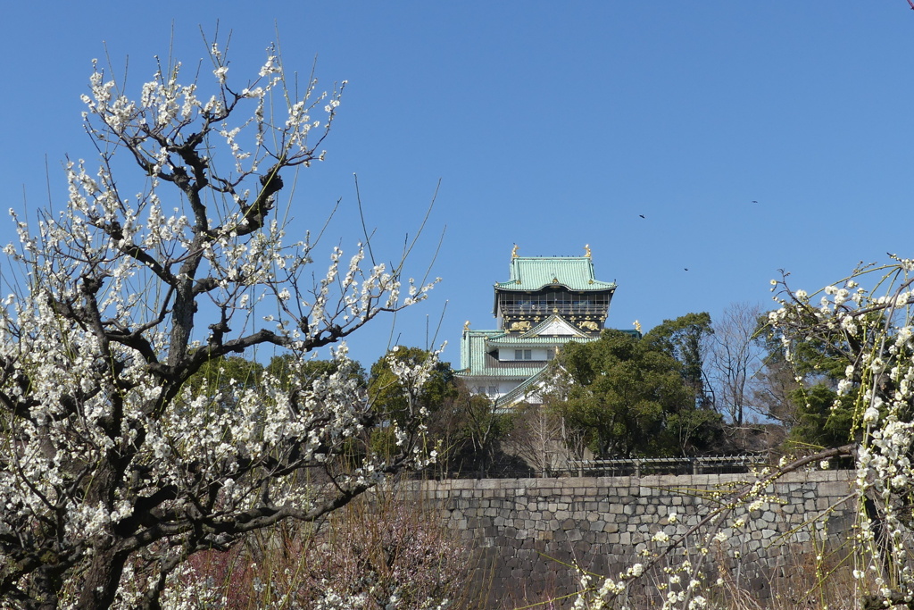 梅林と大阪城