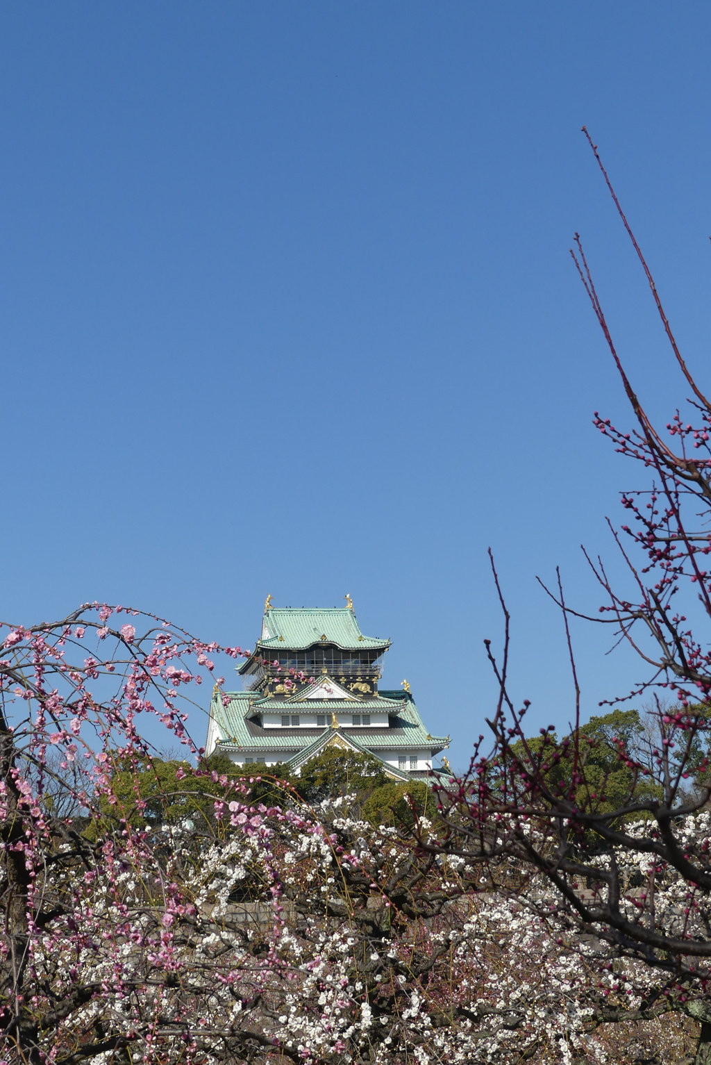 梅林と大阪城