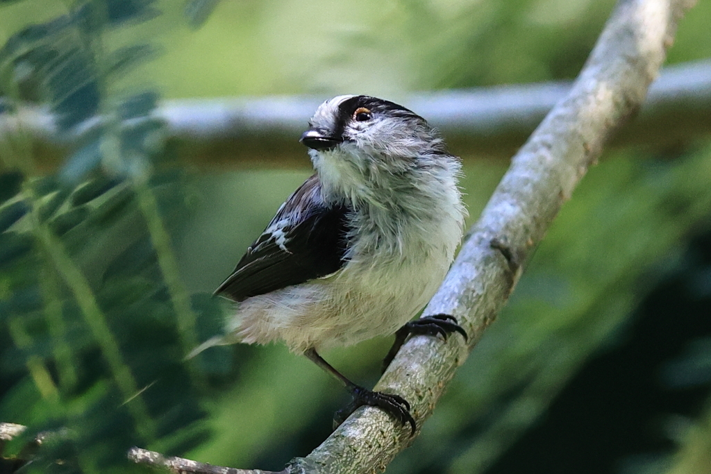 川の野鳥