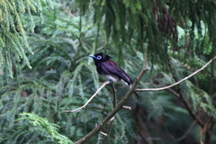 里山の野鳥