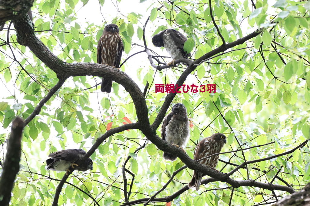 町中のアオバズク