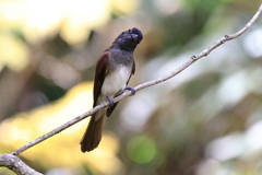 里山の野鳥