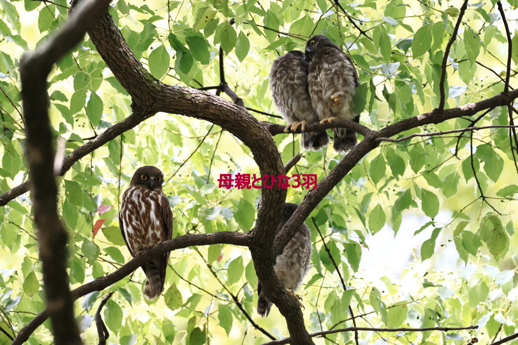 町中のアオバズク