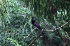 里山の野鳥