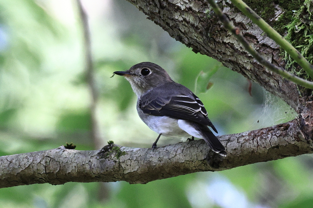 里山の野鳥