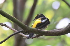 里山の野鳥