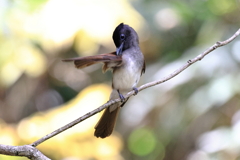 里山の野鳥