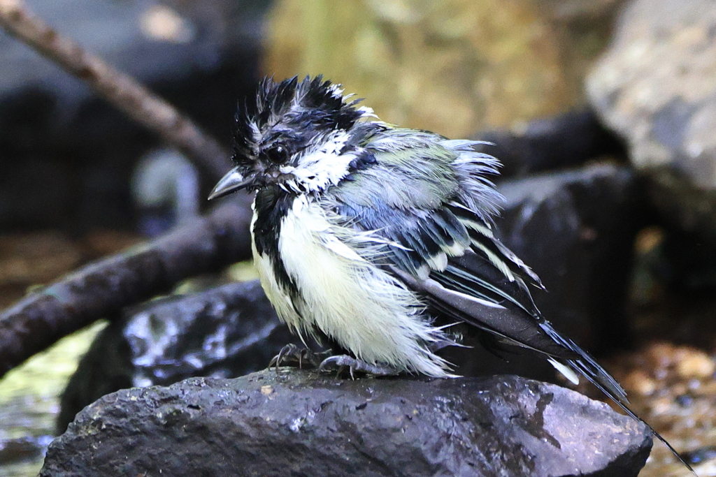 公園の野鳥