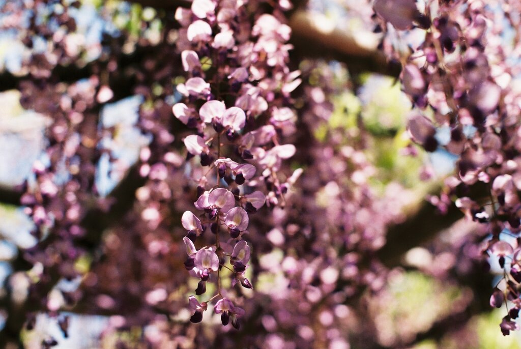 亀戸天神　藤の花