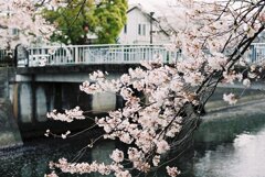 真間川の桜