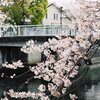 真間川の桜