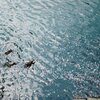 真間川の桜　水面