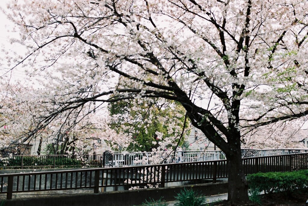 真間川の桜