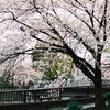 真間川の桜