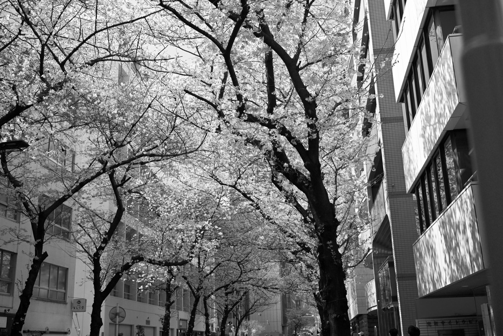 日本橋茅場町　桜並木