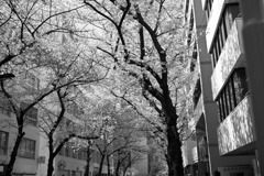 日本橋茅場町　桜並木