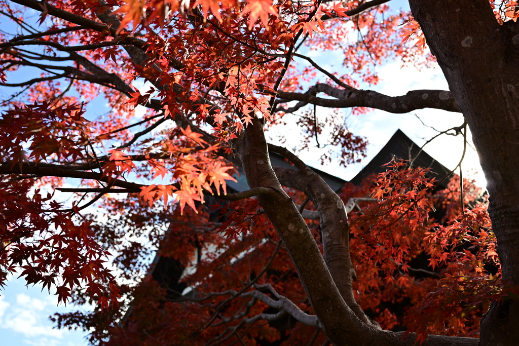 長福寿寺　紅葉