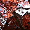 長福寿寺　紅葉