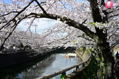 真間川の桜　2024