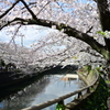 真間川の桜　2024