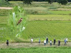 野鳥を追いかけ