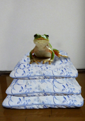 笑点録画中