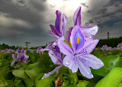 季節の花