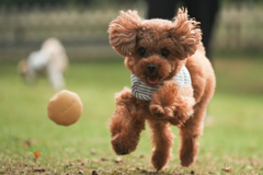 走れ愛犬