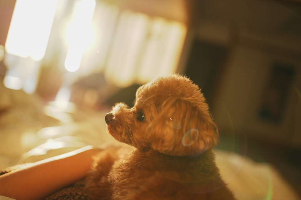 日の出の愛犬