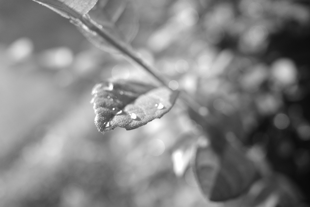 雨上がり