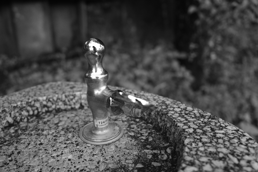 早朝の水飲み場