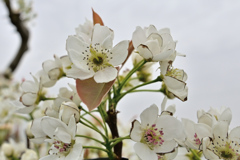 梨、受粉の適期