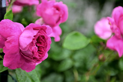 咲き進むバラたち 22