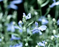 Lobelia Lobelia