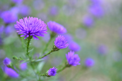  宿根アスター