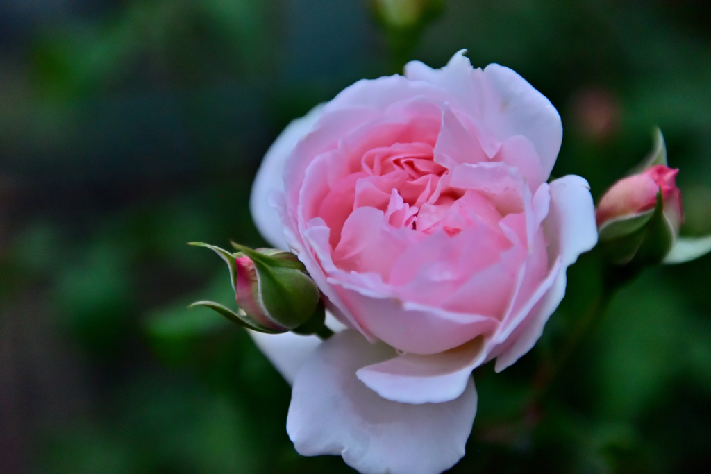 シャリファアスマ