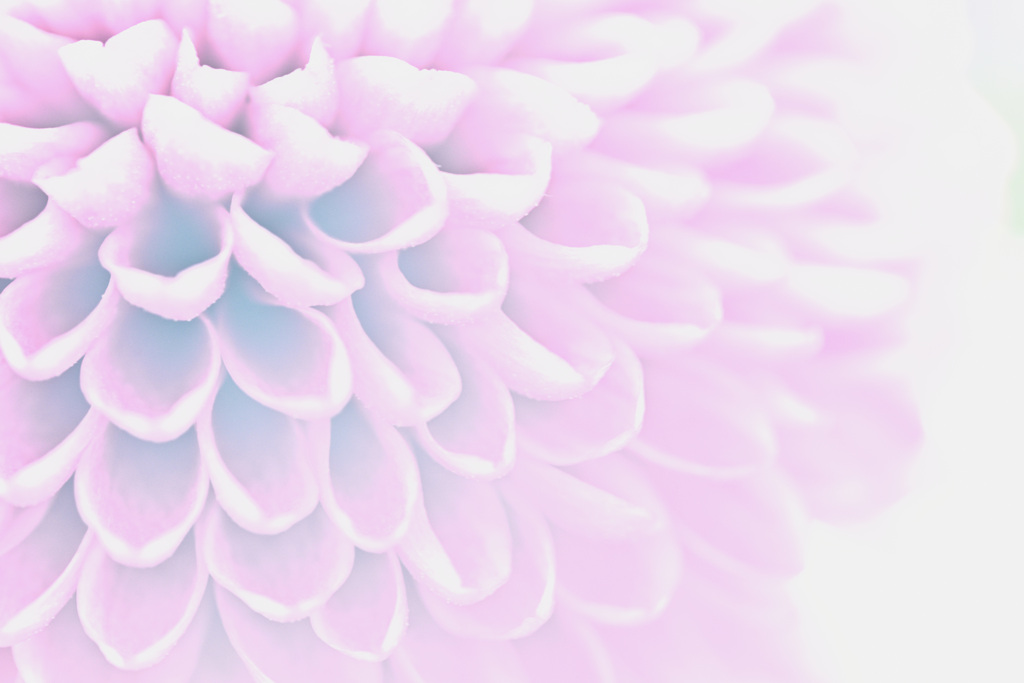 陽だまりのロンド