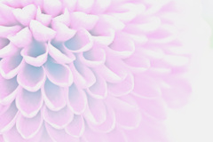 陽だまりのロンド