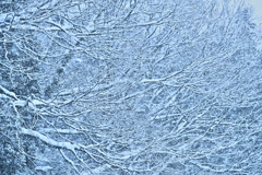 六花織りなす綾模様