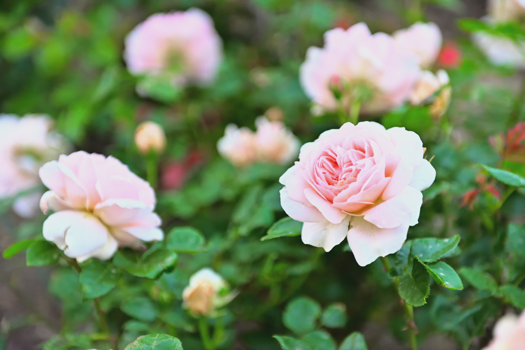  咲き進むバラたち ①