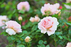  咲き進むバラたち ①