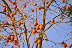 鳥さんへの贈り物