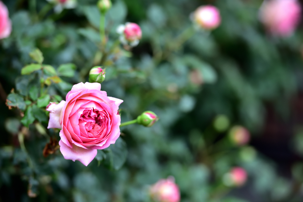 咲き進むバラたち ⑤