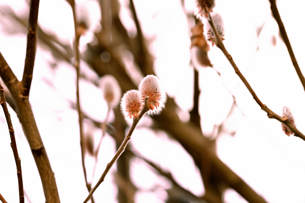 花言葉は努力が報われる