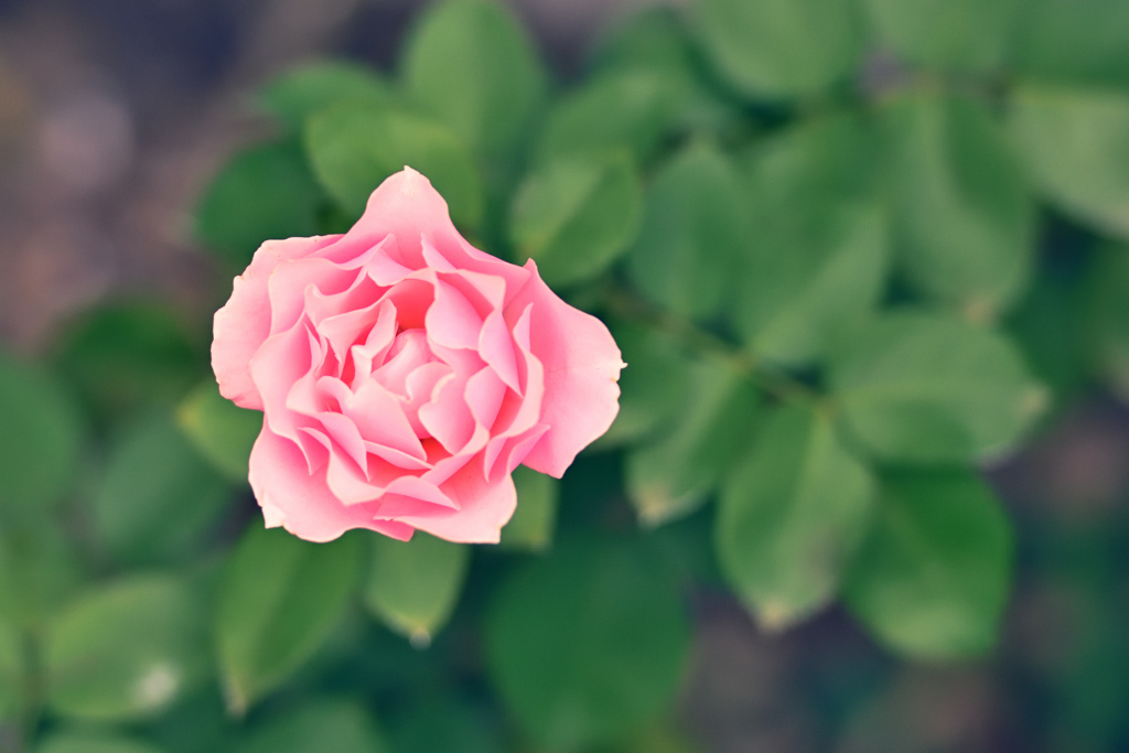 咲き進む秋バラたち ⑮