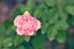 咲き進む秋バラたち ⑮