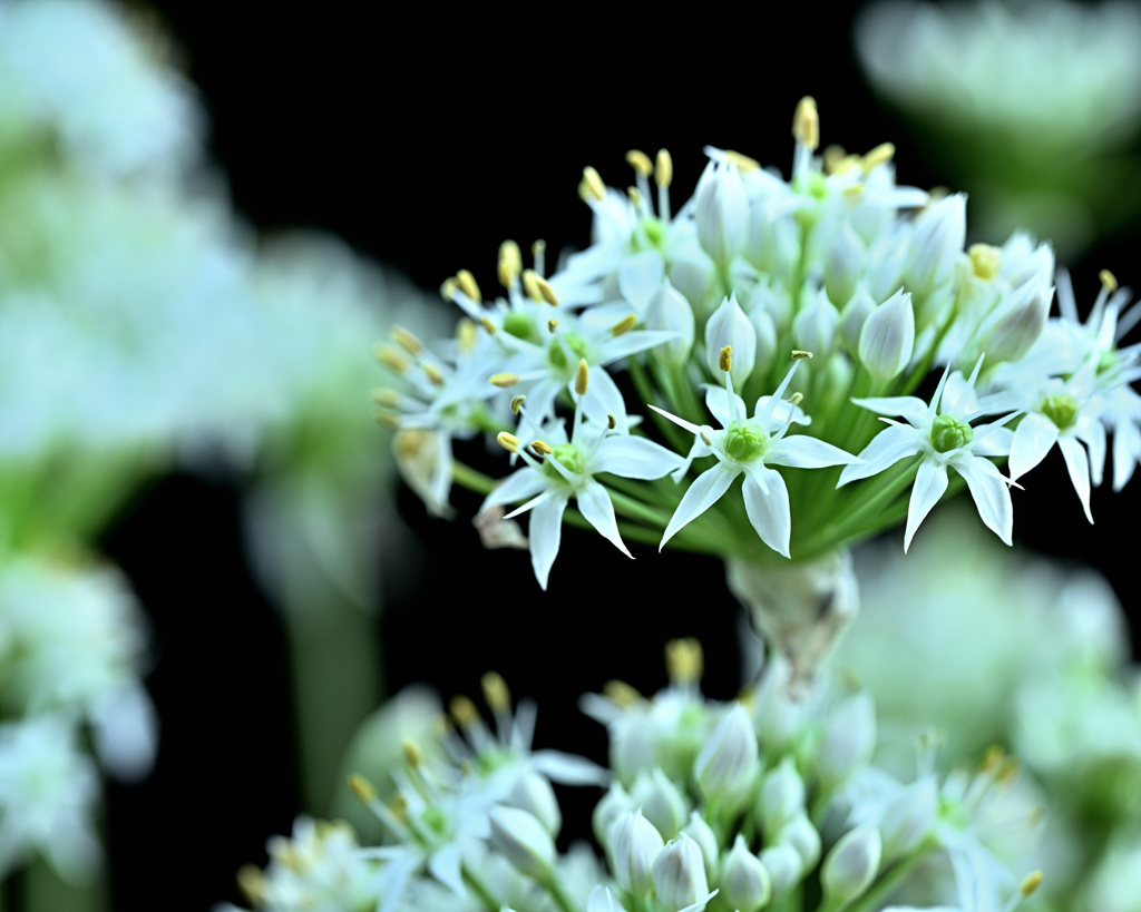 ニラの花咲く頃 2