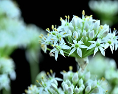 ニラの花咲く頃 2 ニラの花咲く頃 2