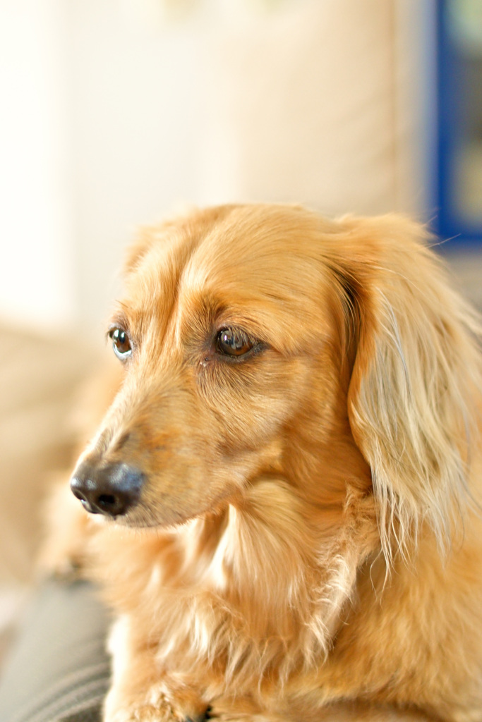 日曜日はダックス